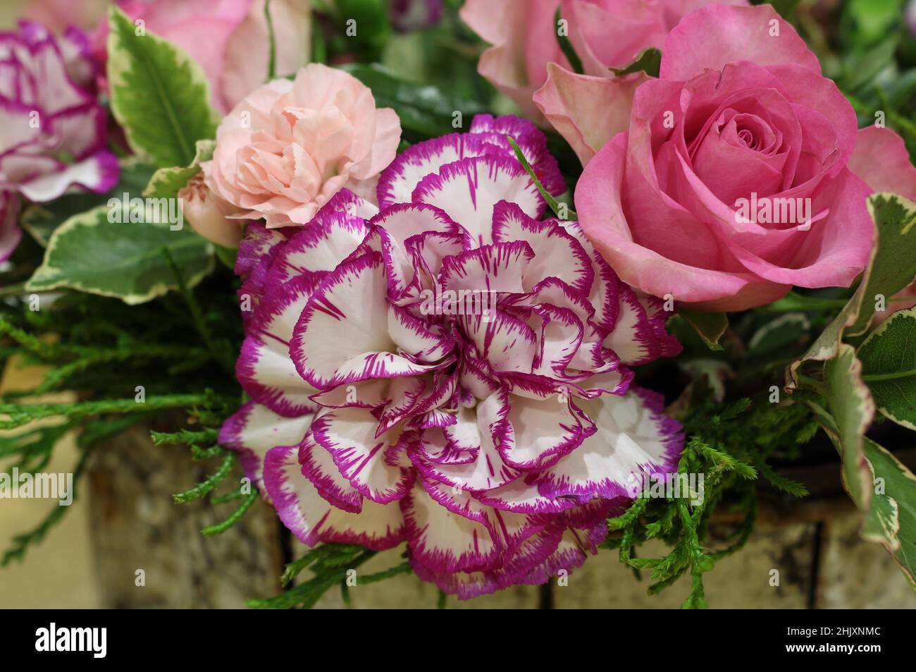 Primo piano di garofani bianchi con petali con frange viola Foto Stock