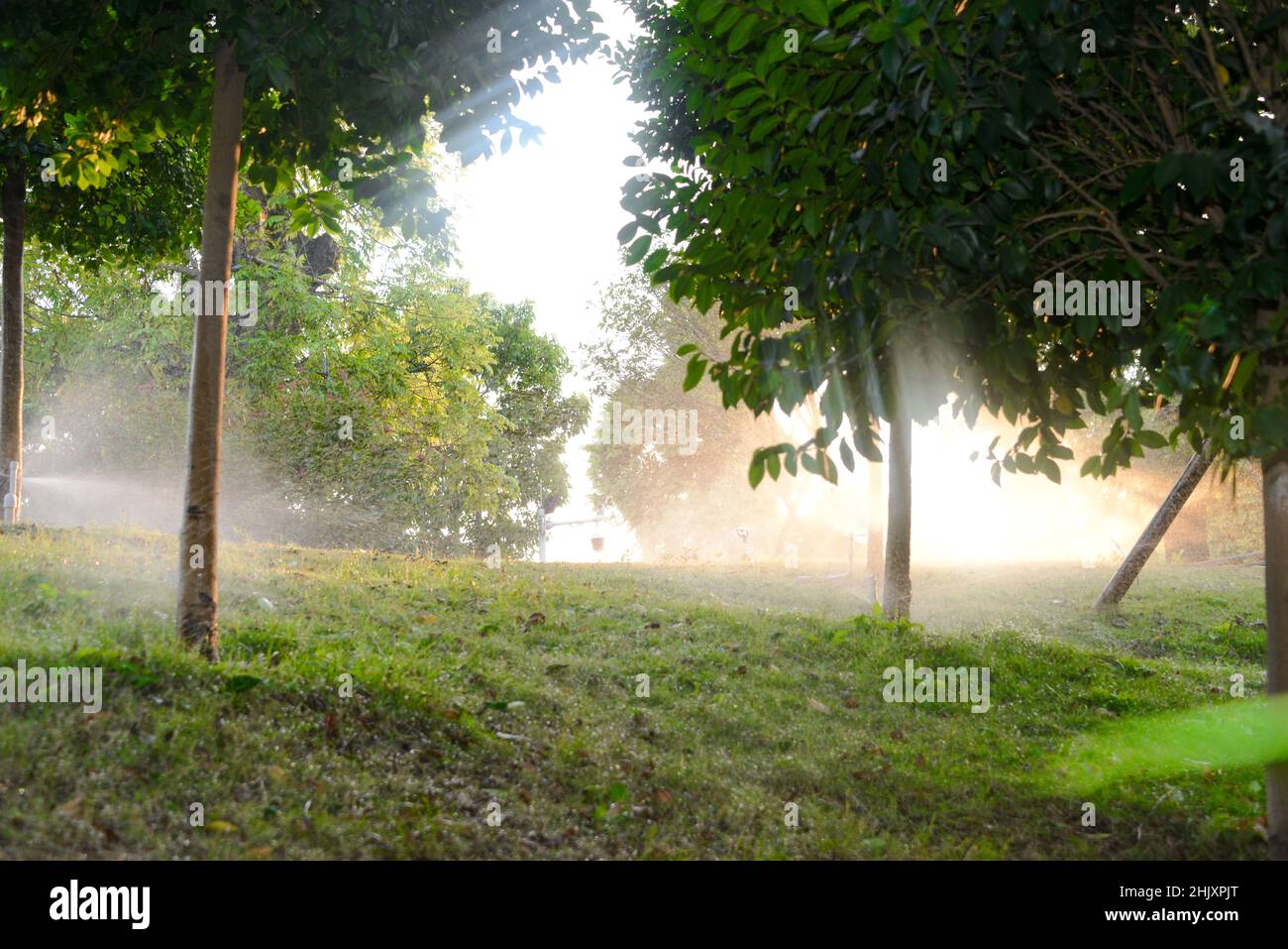 L'irrigazione a goccia viene utilizzata per innaffiare le piante agricole. Foto Stock