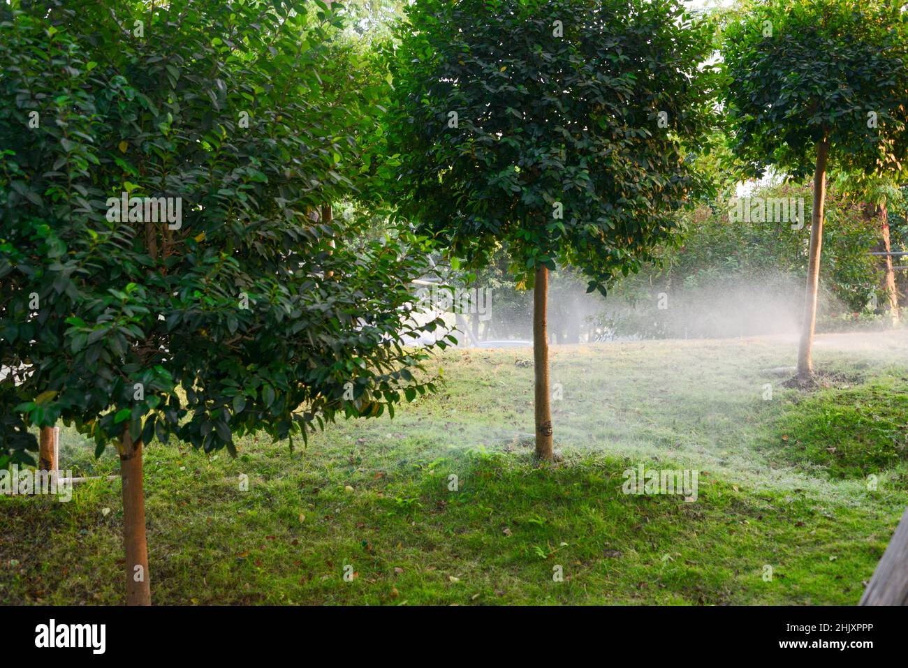 L'irrigazione a goccia viene utilizzata per innaffiare le piante agricole. Foto Stock