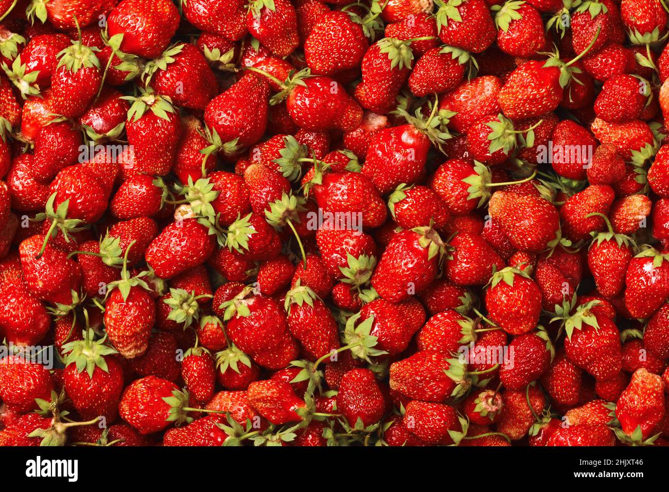 Vista dall'alto delle fragole rosse mature fresche. Sfondo alimentare. Un sacco di frutti di bosco saporiti. Foto Stock