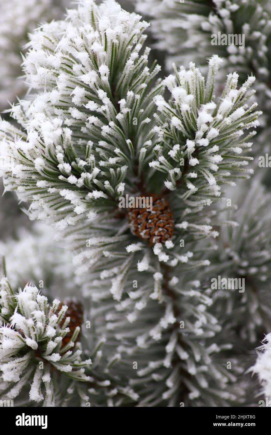 Un ramo ghiacciato di pino con coni di pino in una fredda giornata invernale Foto Stock