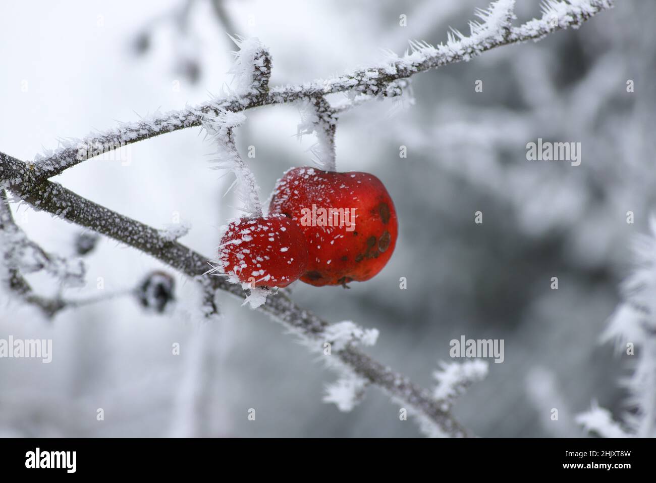 Una mela in inverno, primo piano sul ramo Foto Stock