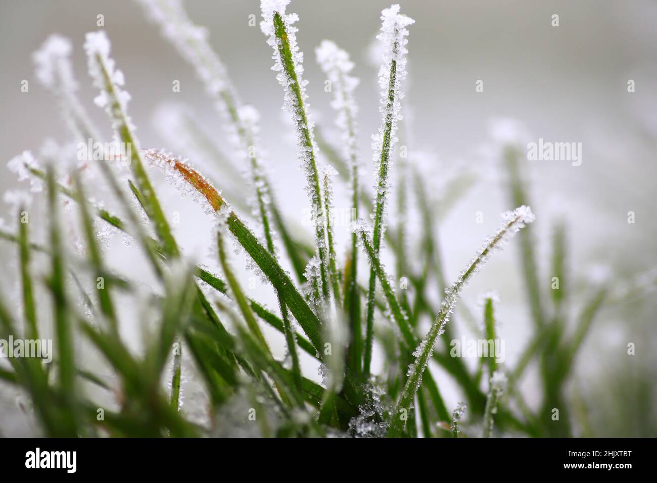 Sfondo Inverno, mattina brina sull'erba con spazio di copia Foto Stock