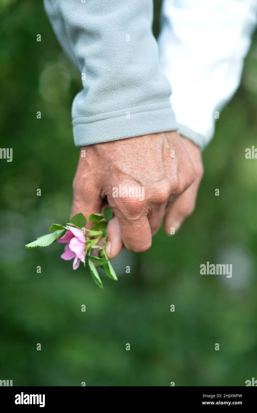 Coppia le mani di tenuta con fiore primo piano Foto Stock