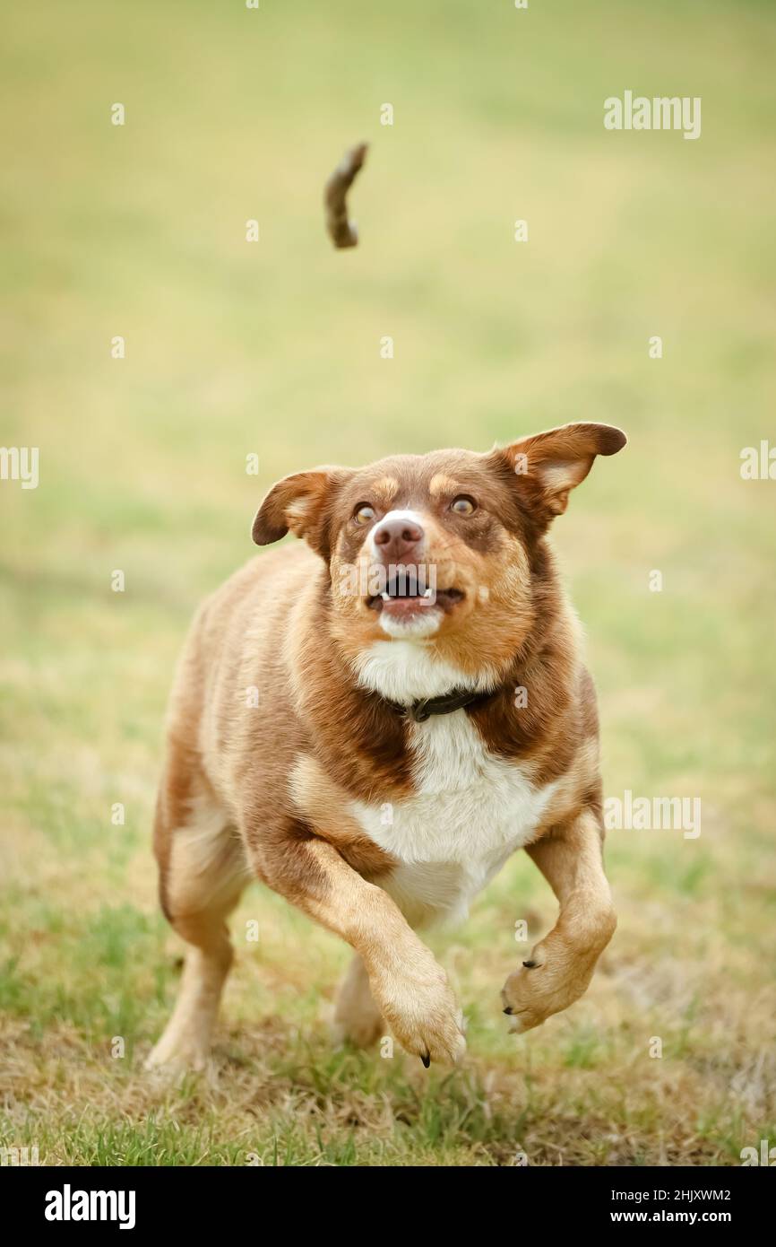 Australiano Kelpie Dog in Australia Foto Stock