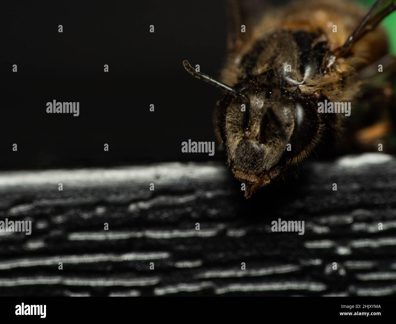 Macro sparare di ape , aphis dorsana, che ha prodotto miele di ape Foto Stock