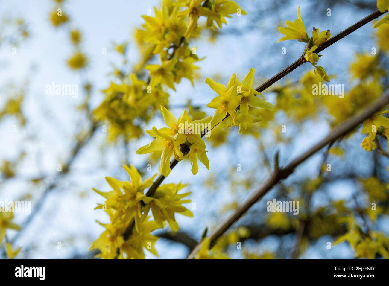 Un arbusto giallo fiorito Forsythia si avvicina in primavera. Foto Stock