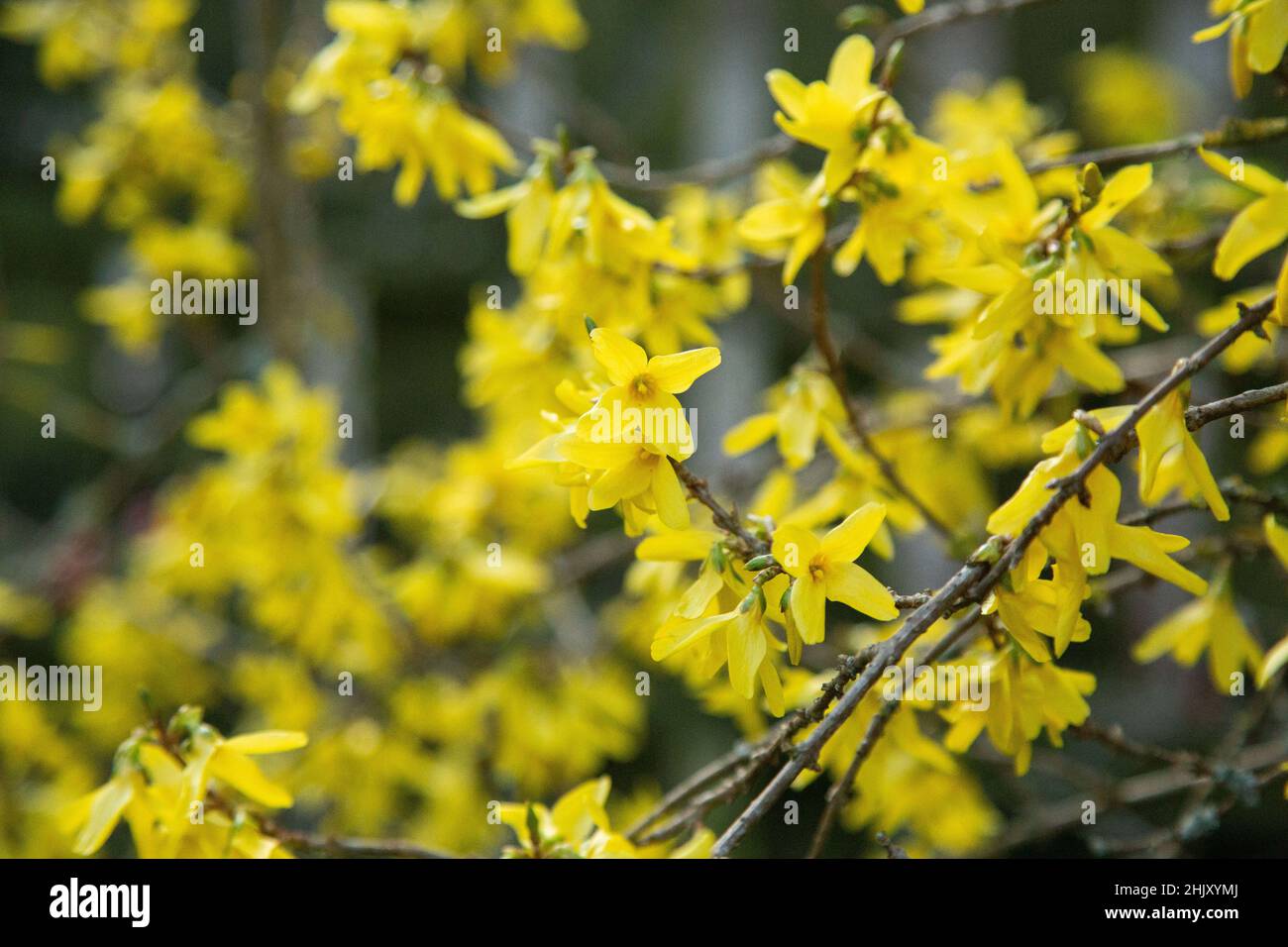 Un arbusto giallo fiorito Forsythia si avvicina in primavera. Foto Stock