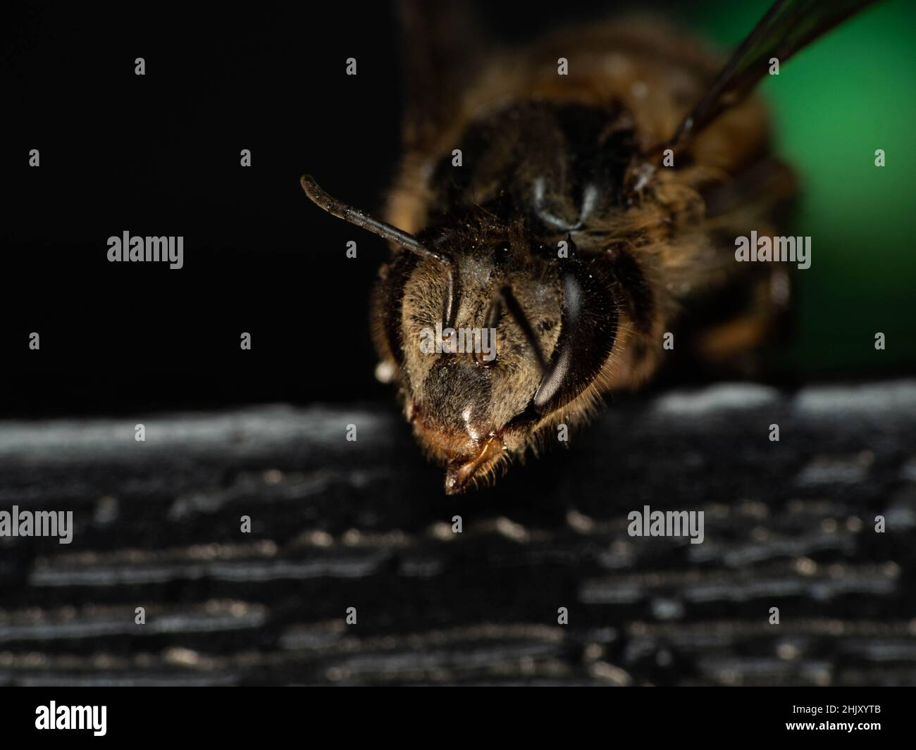 Macro sparare di ape , aphis dorsana, che ha prodotto miele di ape Foto Stock