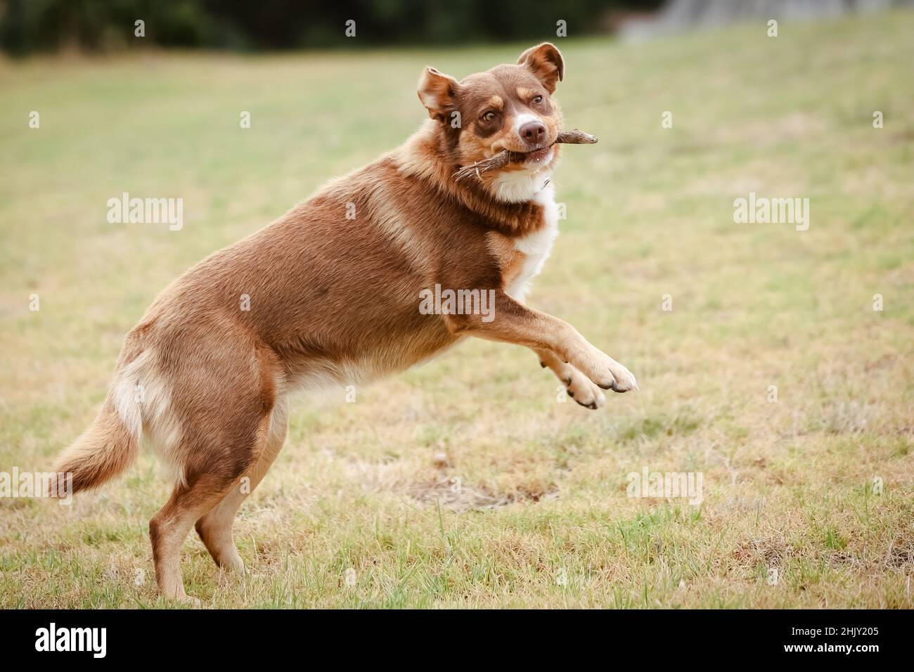 Australiano Kelpie Dog in Australia Foto Stock