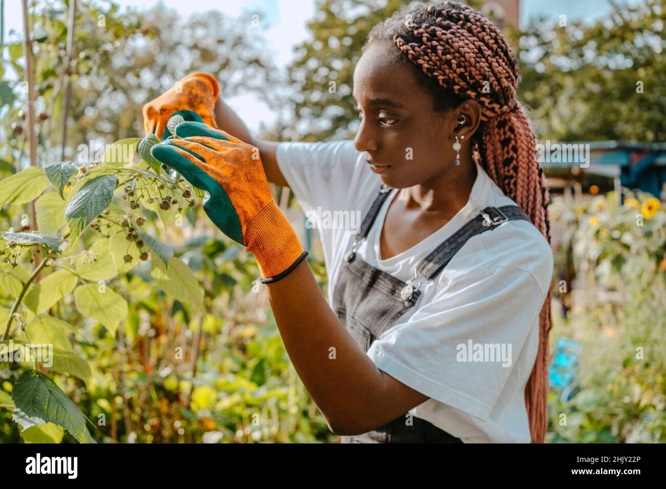 Giovane ambientalista femminile che esamina la pianta in azienda agricola urbana Foto Stock