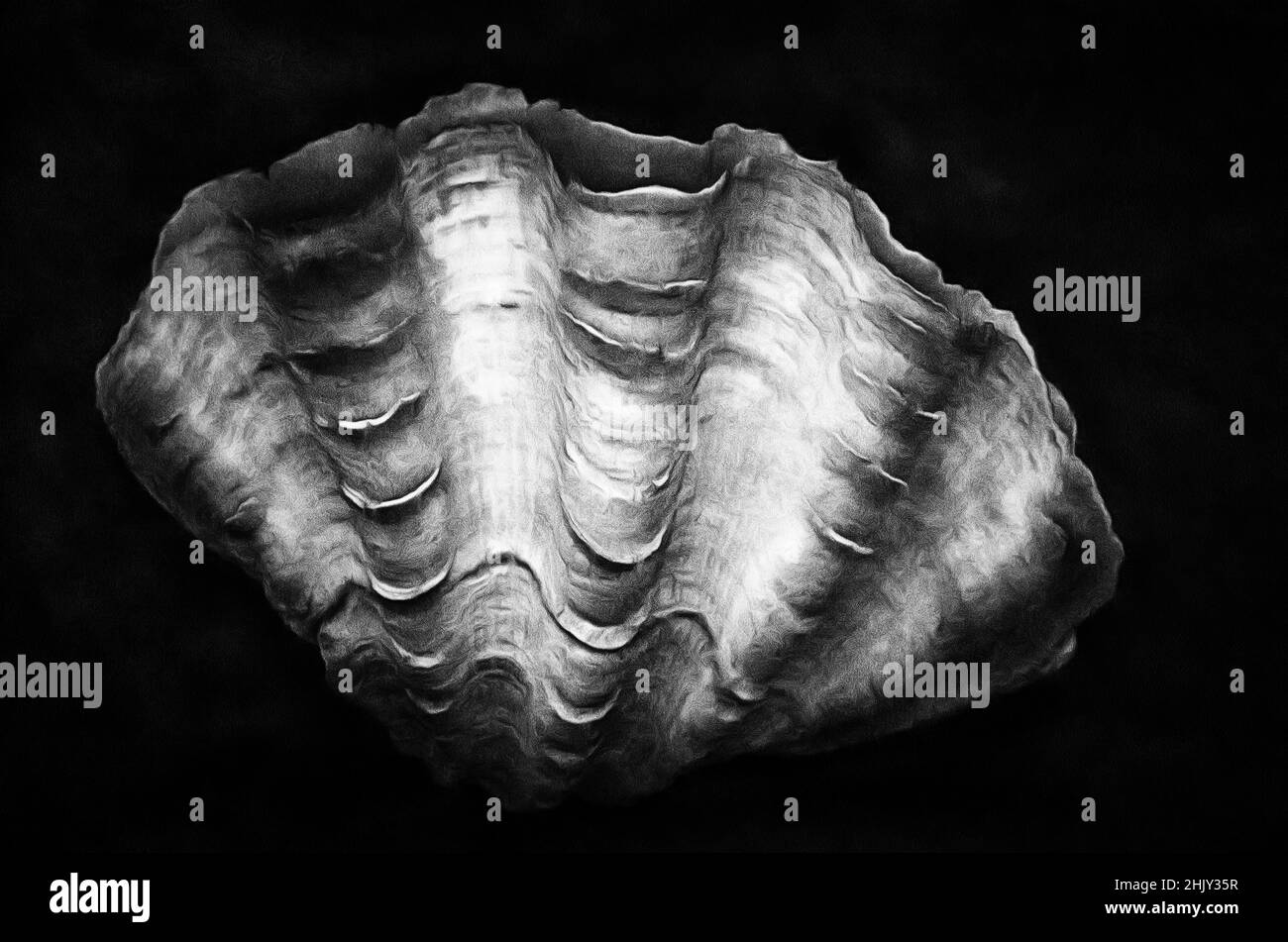 Vongole (Tridacna SPP.), il guscio di molluschi, Foto Stock