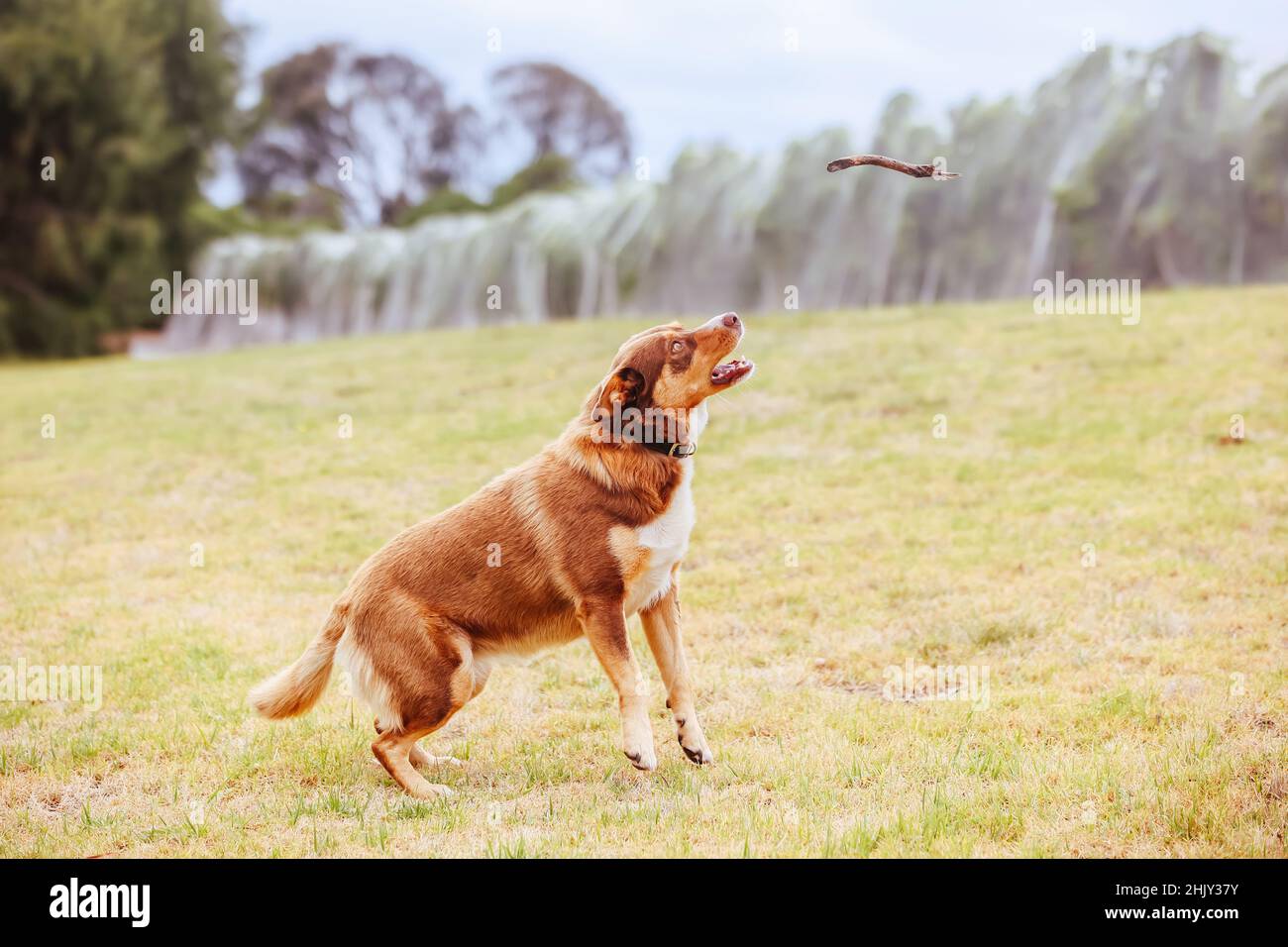 Australiano Kelpie Dog in Australia Foto Stock