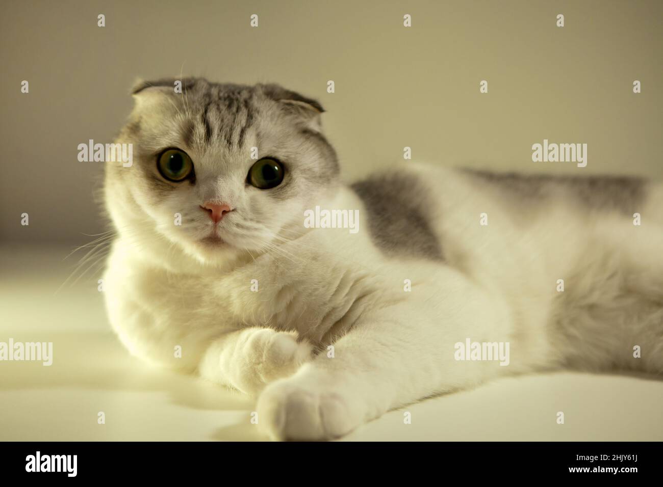 Bianco bicolore scottish fold Cat-Cat guardando occhi gialli aperti, ritratto close-up. razza gatto Foto Stock