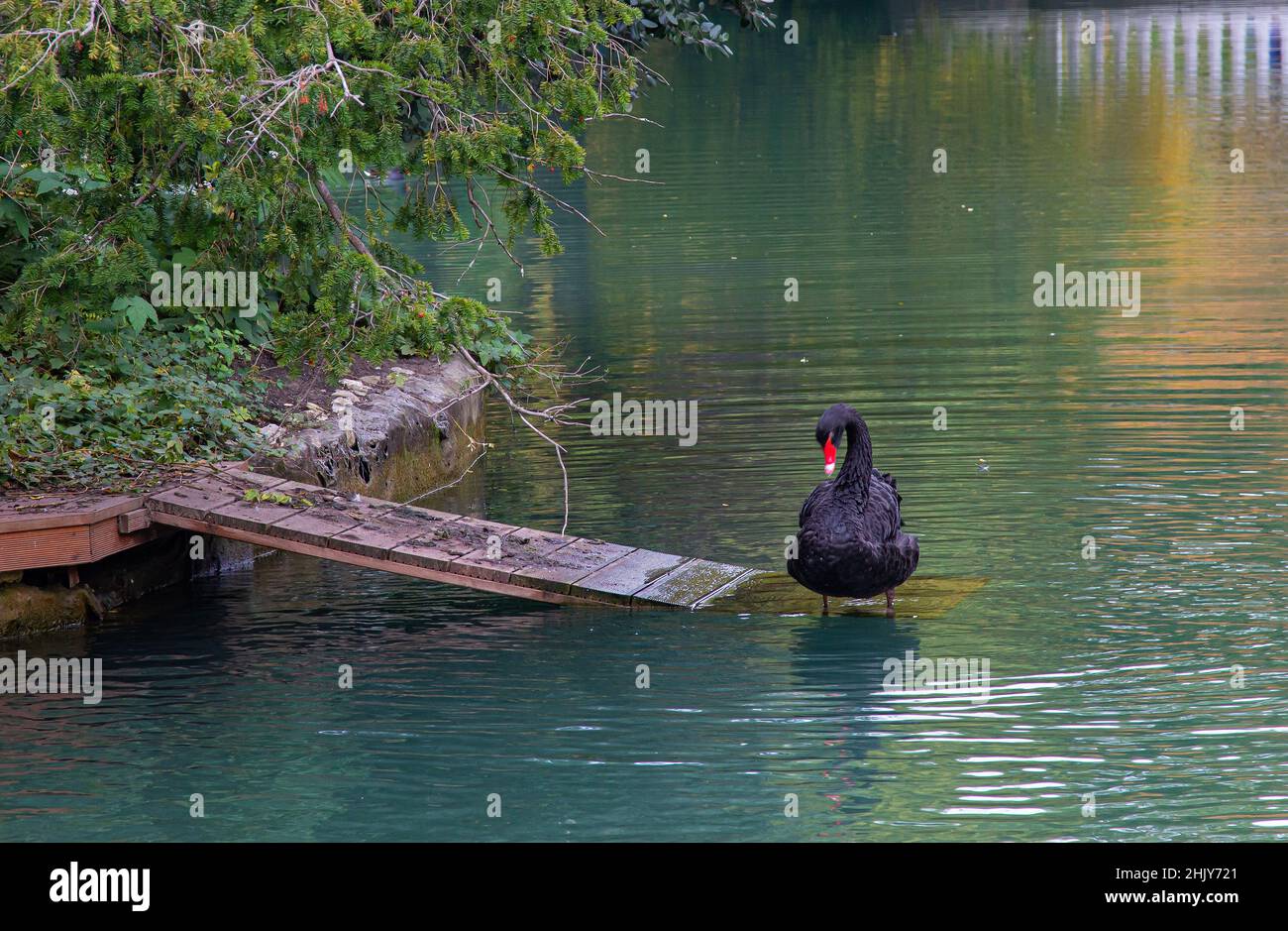 Eleganti cigni neri che nuotano in un laghetto. Tranquillità e relax circondati da piante verdi. Foto Stock