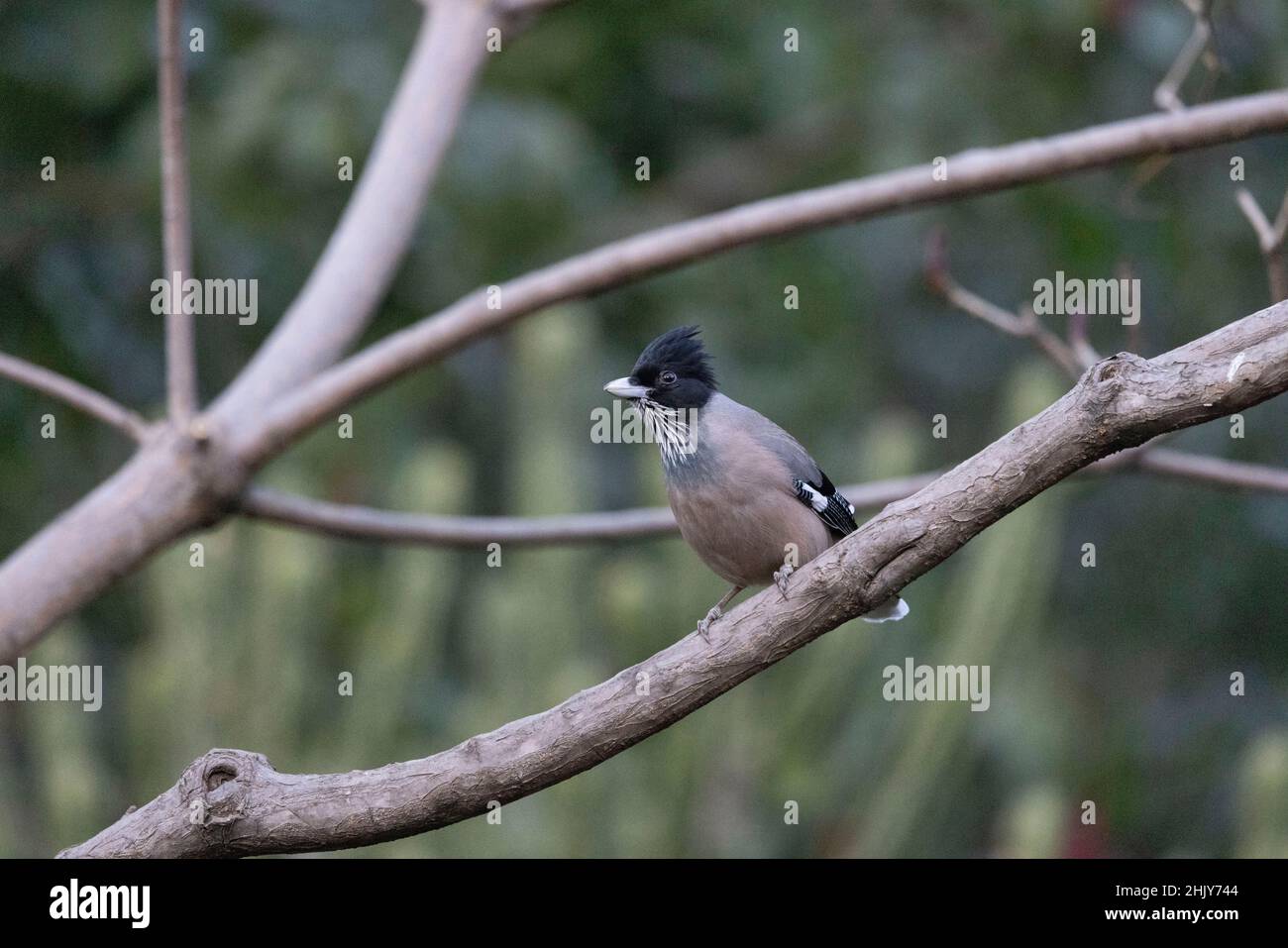 Jay a testa nera sull'albero, Garrulus lanceolatus, Uttarakhand, India Foto Stock