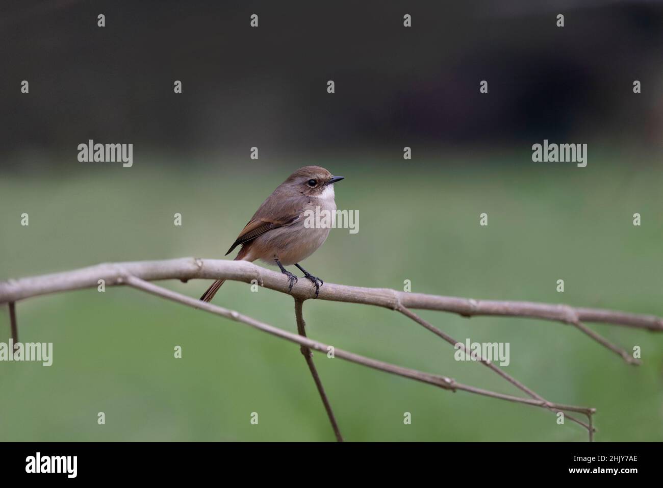 Gray Bush Chat, Saxicola ferreus, femmina, Uttarakhand, India Foto Stock