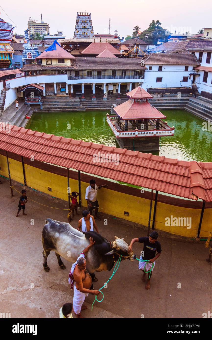 Udupi, Karnataka, India : la gente cammina una mucca Santa al tramonto intorno alla vasca d'acqua di Madhva Sarovara adiacente al tempio di Krishna 13 ° secolo fondato b Foto Stock