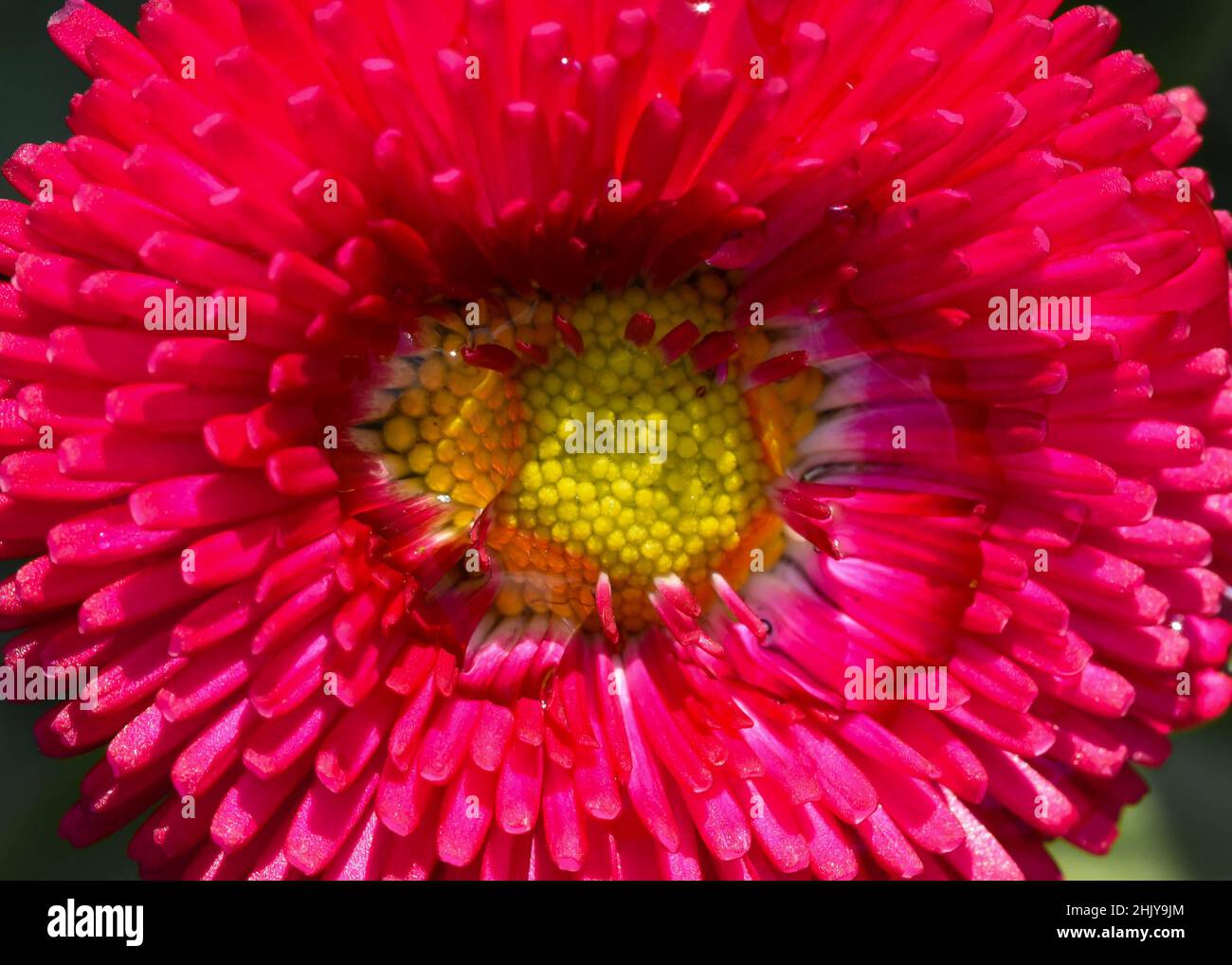 Primo piano macro rosso fiore acqua gocce di rugiada Foto Stock