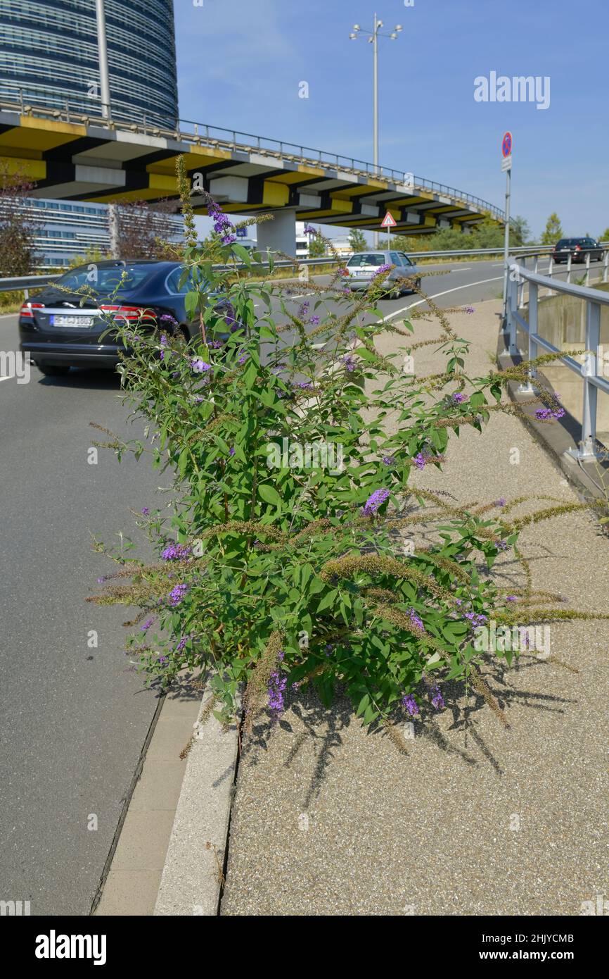 Schmetterlingsflieder (Buddleja davidii), asfalto, Straße, Düsseldorf, Nordrhein-Westfalen, Deutschland Foto Stock