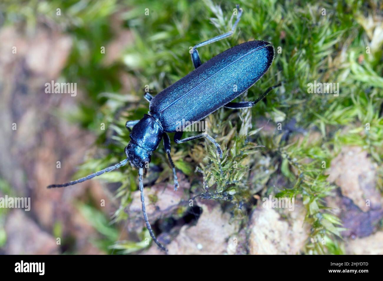 Coleotteri della famiglia Oedemeridae comunemente noti come falsi coleotteri blister, genere Ischnomera. Foto Stock