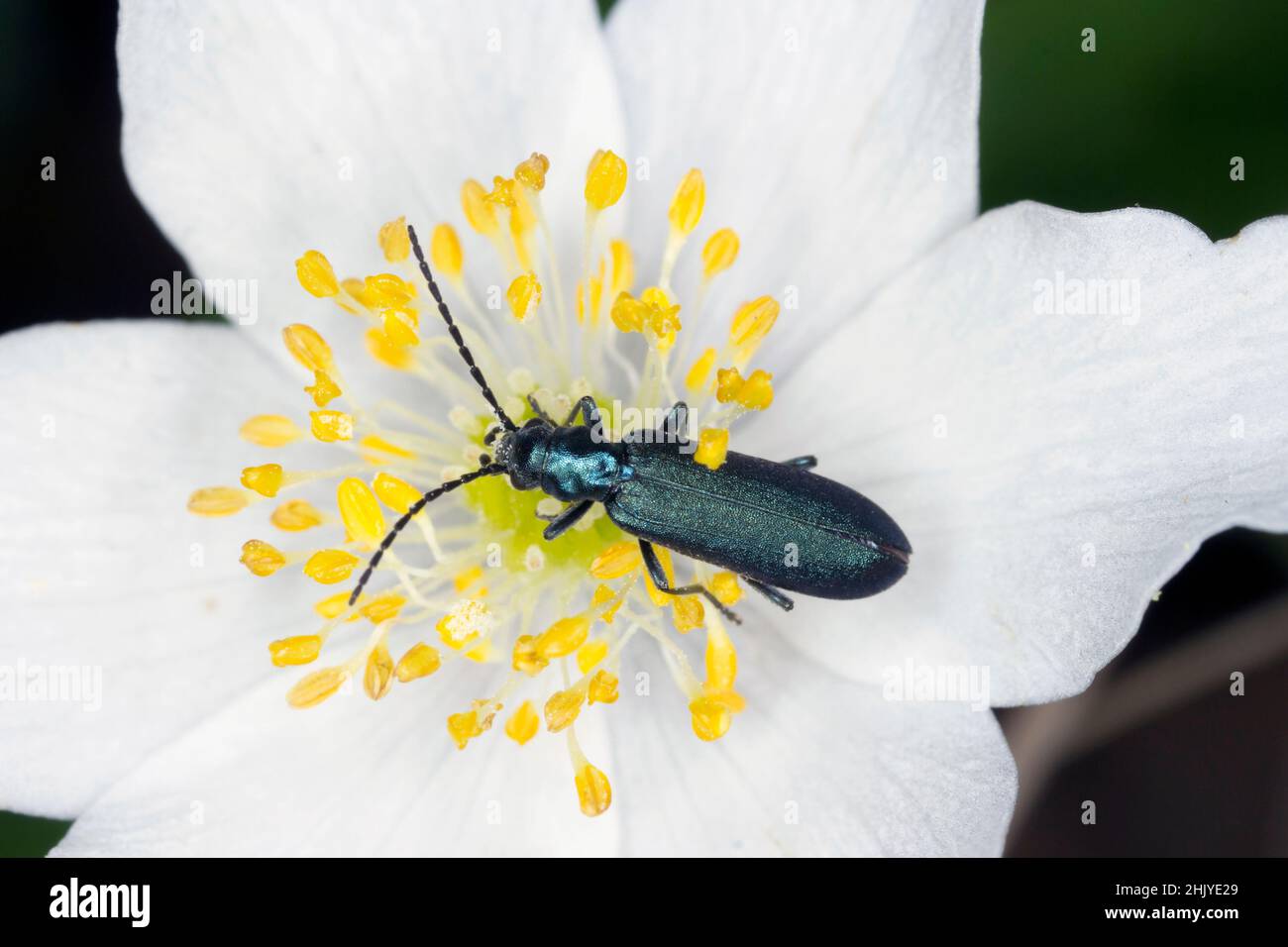 Coleotteri della famiglia Oedemeridae comunemente noti come falsi coleotteri blister, genere Ischnomera. Foto Stock