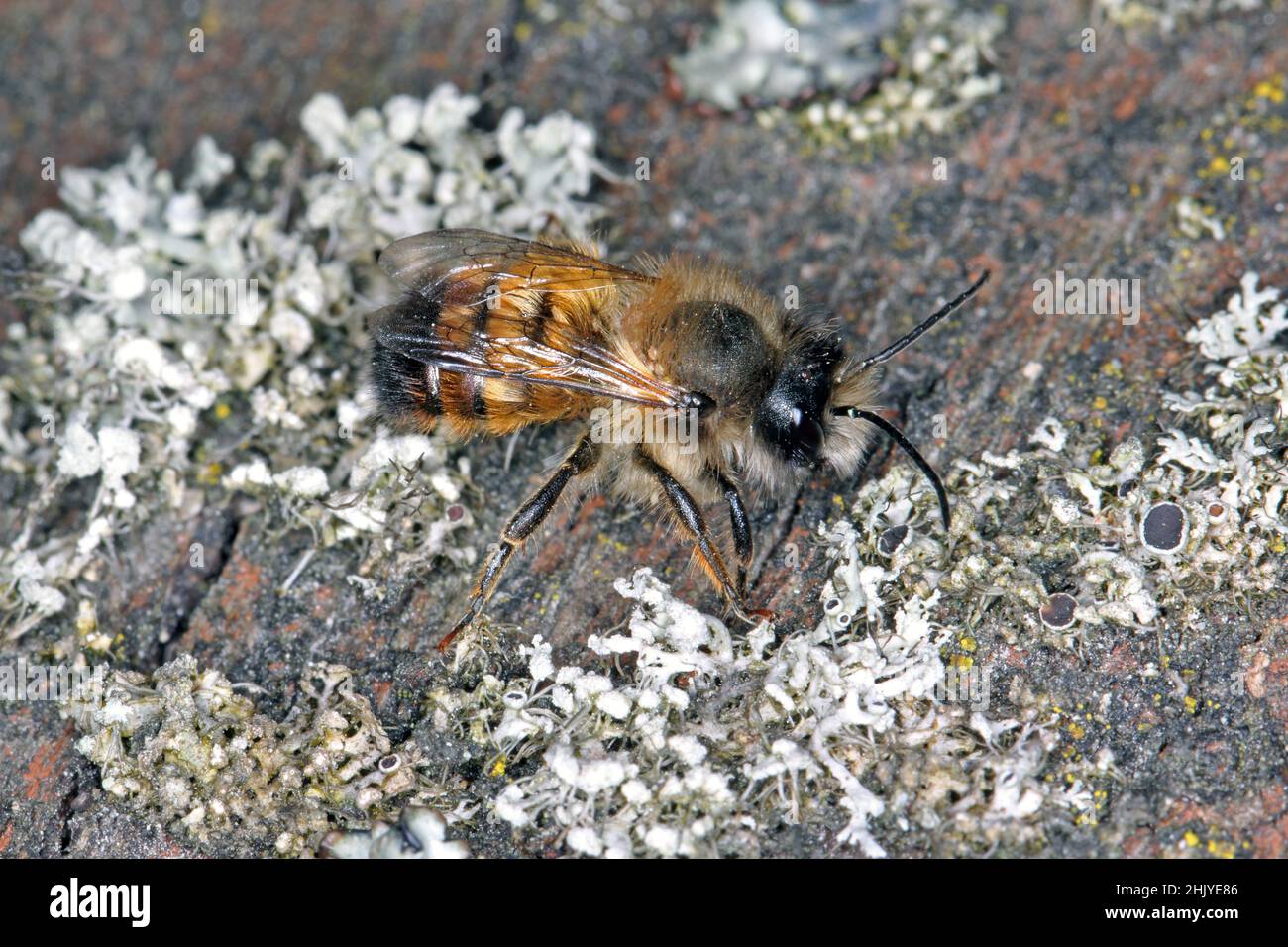 L'osmia bicornis (Osmia rufa) è una specie di ape del mason ed è conosciuta come l'ape del mason rosso. Foto Stock