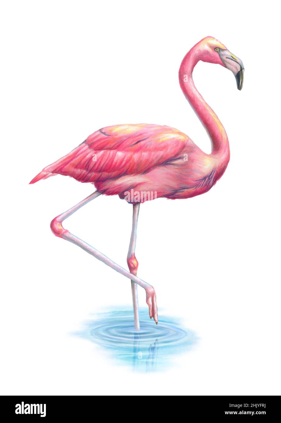 Elegante rosa fiammeggiante in piedi su una gamba. Illustrazione tradizionale su carta. Foto Stock