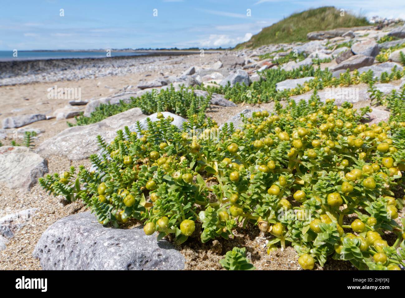 Parotite di arenaria marina (Honckenya peploides) con capsule di frutta stagionanti alte su una riva del mare, Merthyr Mawr NNR, Glamorgan, Galles, Regno Unito, Luglio. Foto Stock