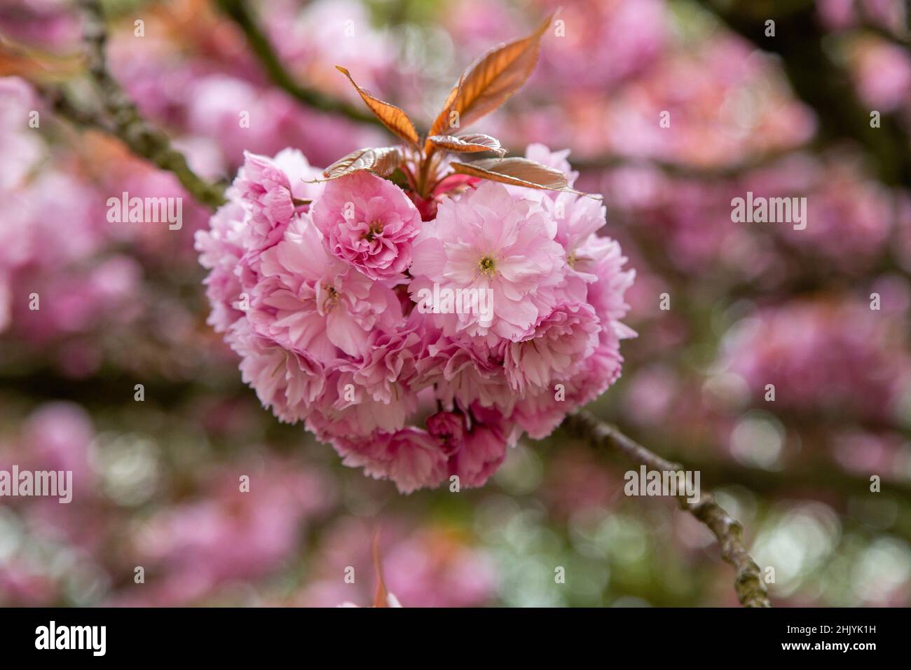 Fiore di ciliegio giapponese in fiore pieno. Foto Stock