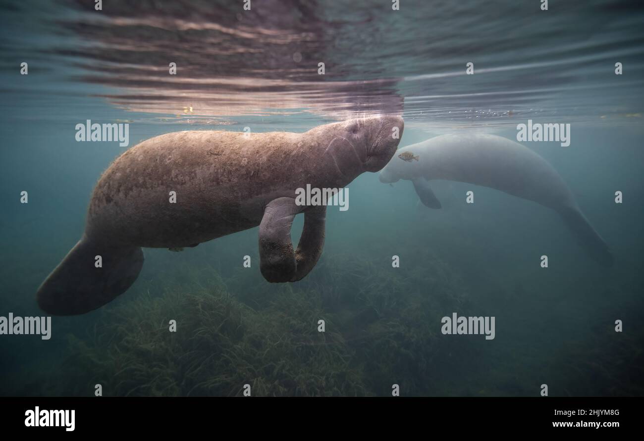 Un manatee subacqueo in Florida Foto Stock