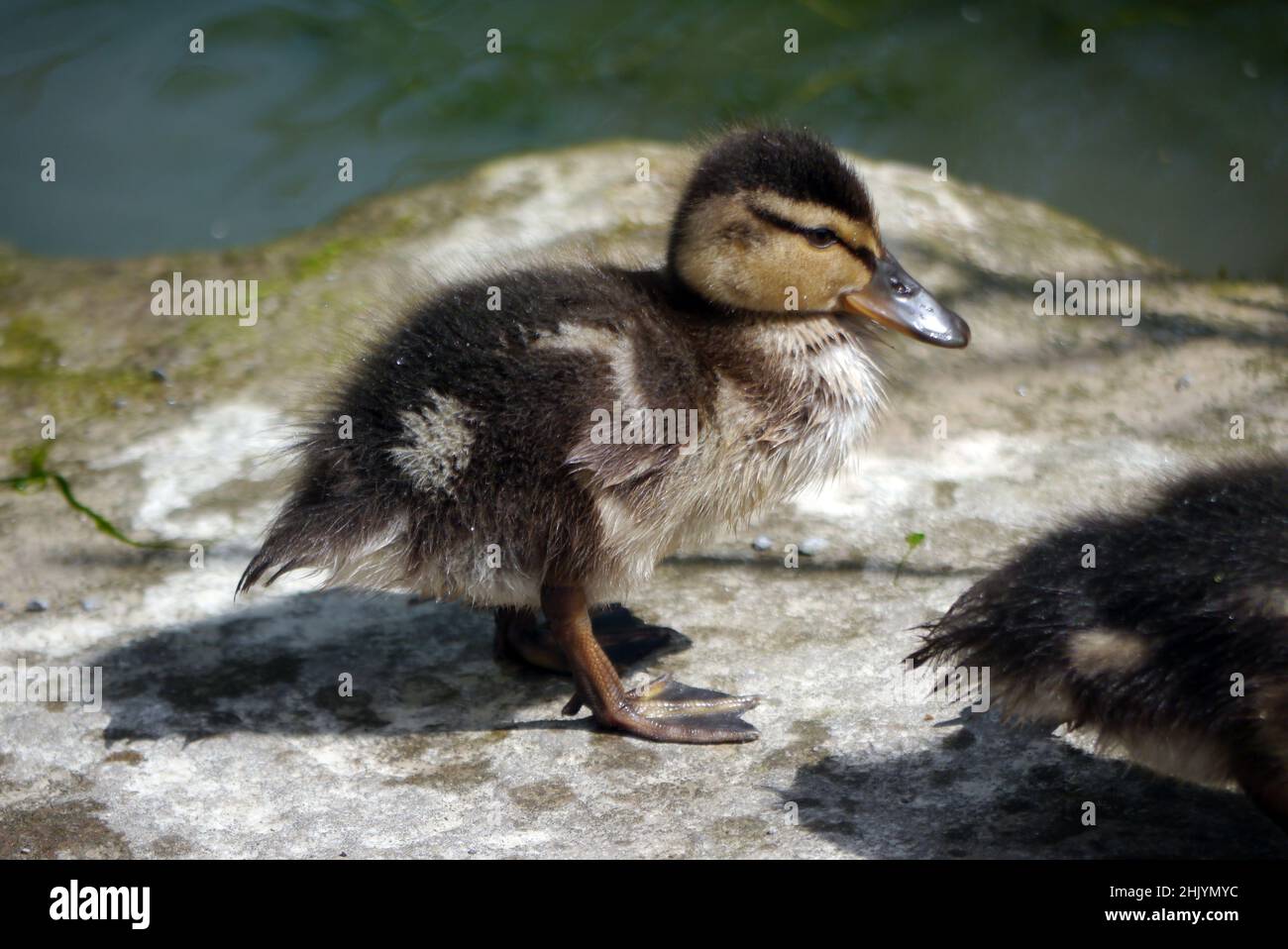 Baby Mallard (Anas platyrhynchos) Duckling Chick in piedi sulla roccia a lato di uno stagno a RHS Garden Harlow Carr, Harrogate, Yorkshire, Regno Unito. Foto Stock