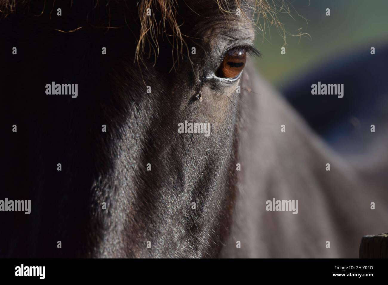 Primo piano di un occhio di cavalli Foto Stock