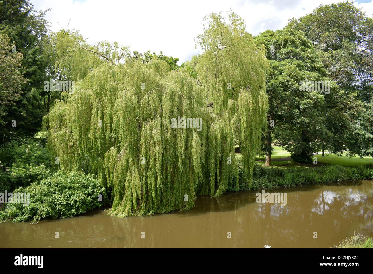 Salice piangente sulle rive del fiume Tees Foto Stock