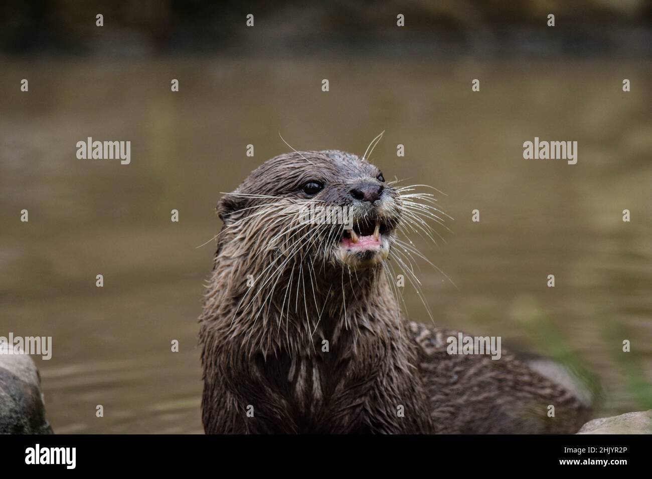 Lontra asiatica dal cimato corto Foto Stock