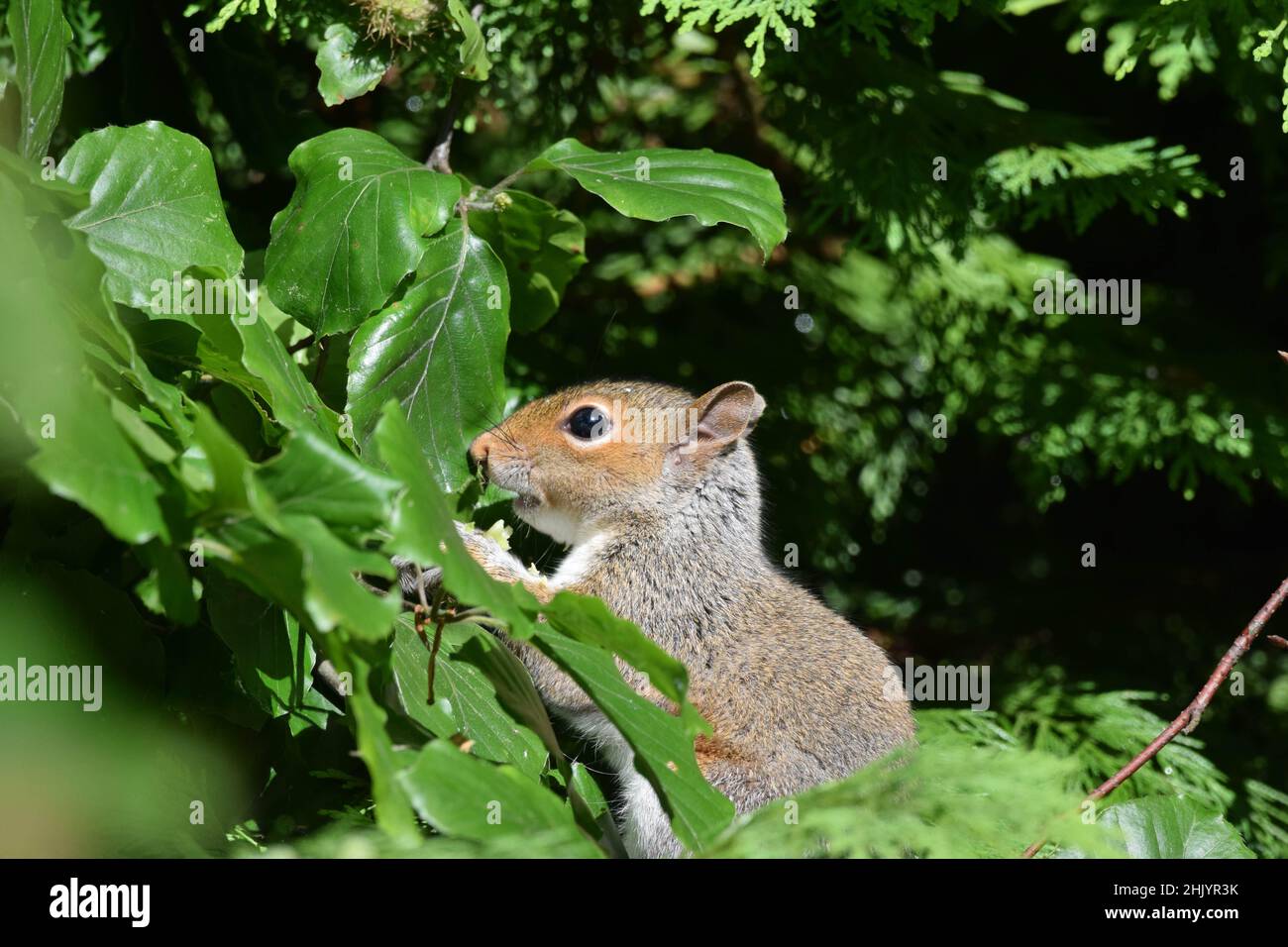 Uno scoiattolo grigio seduto in un albero Foto Stock