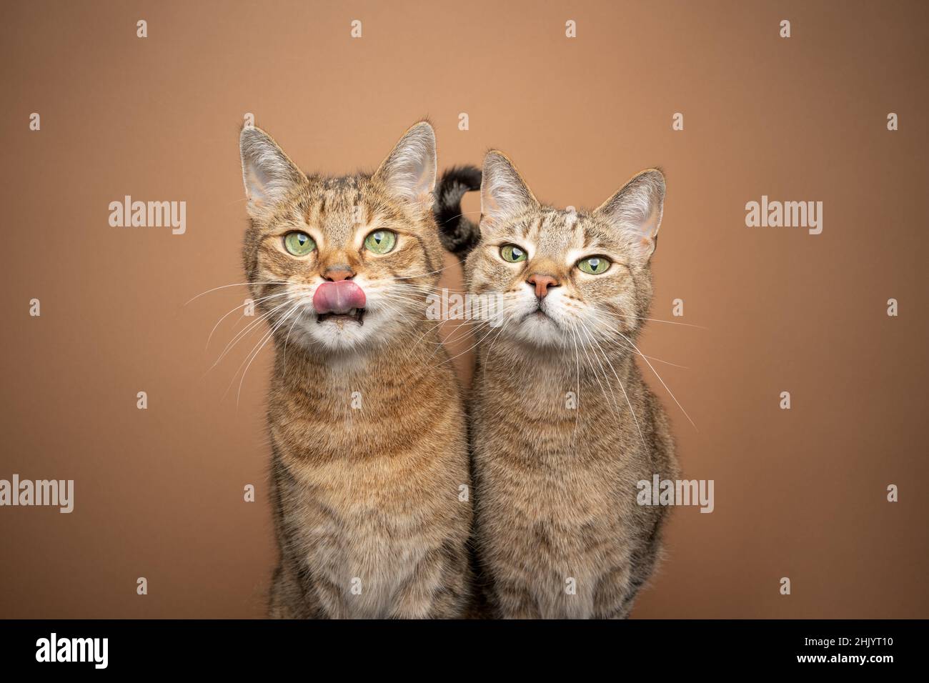 due tabby domestici gatti shorthair fianco a fianco affamati in attesa di cibo che lecca le labbra con spazio copia Foto Stock