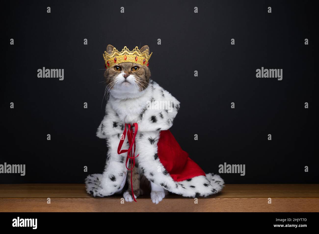 carino gatto indossando il costume reale kitty re con corona dorata e cappotto rosso erminio su sfondo nero con spazio copia Foto Stock