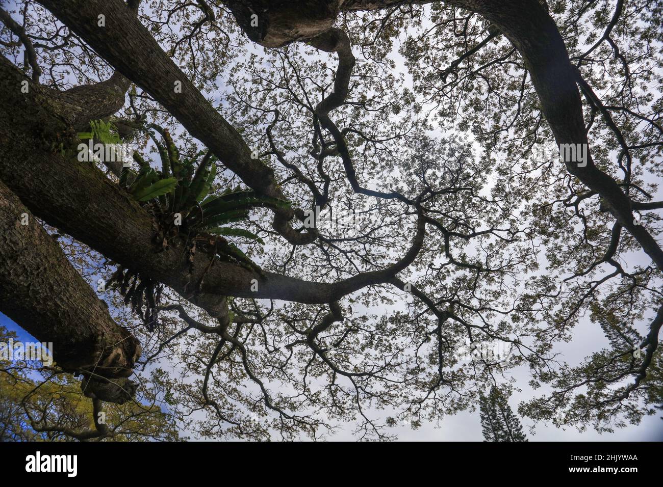 Hilo è un insediamento sul lato orientale e ventoso di Hawai'i, Big Island. Foto Stock