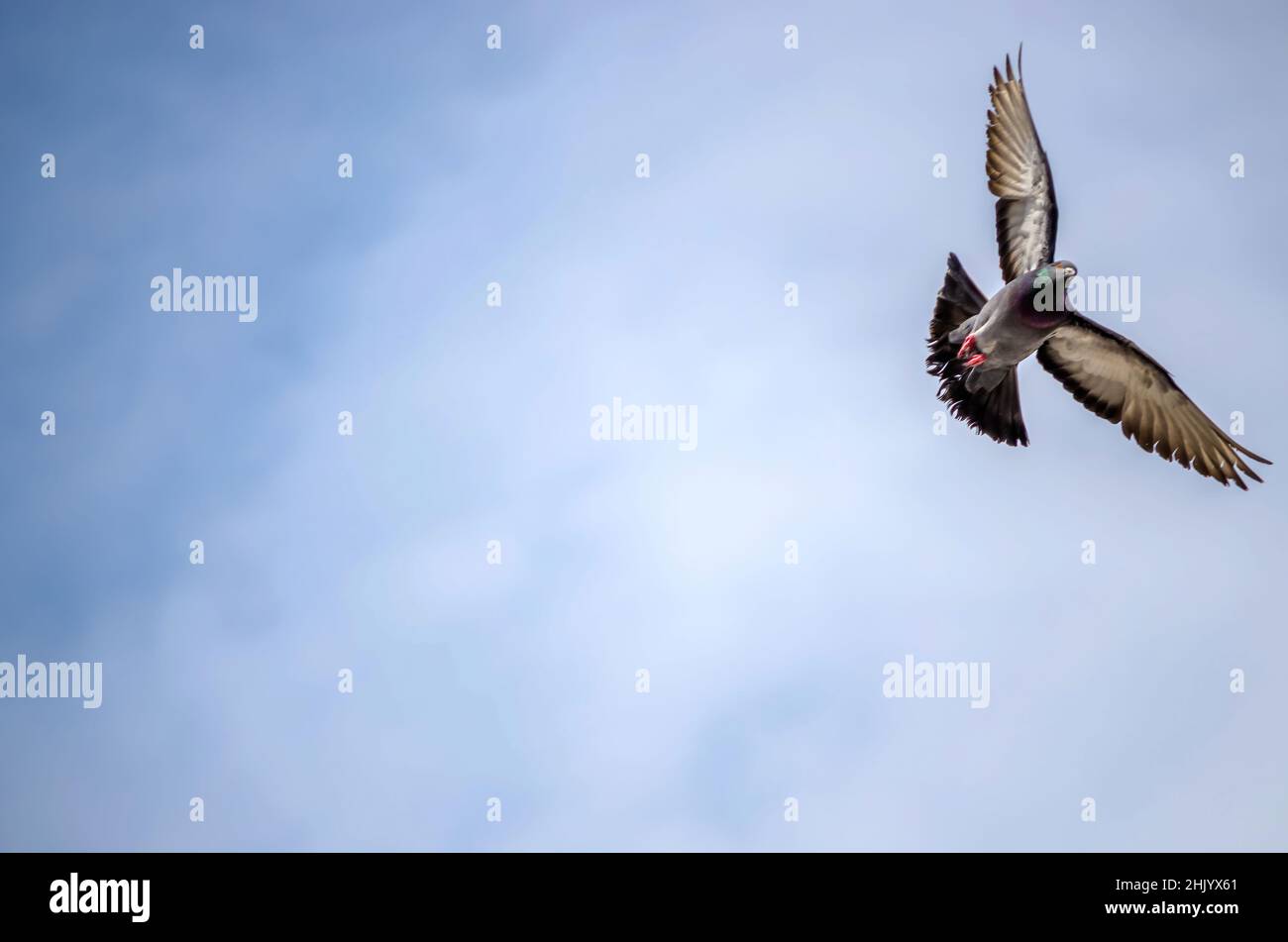 Foto di un piccione colorato che vola con le sue ali distese nel cielo blu Foto Stock