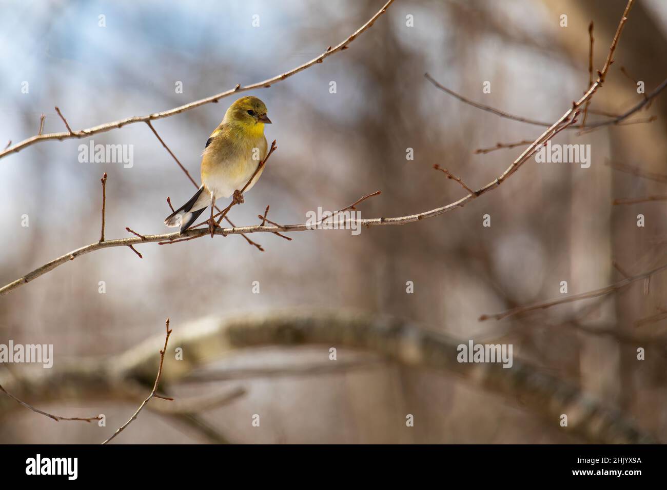 Goldfinch attorciglia un ramoscello nella scena invernale dei boschi. Foto Stock