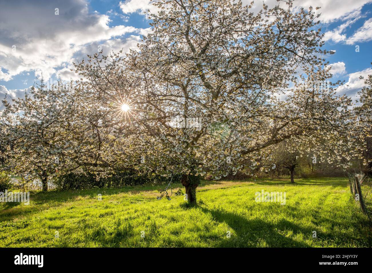 Bell'enorme ciliegio in fiore in un campo in primavera con sole dietro Foto Stock
