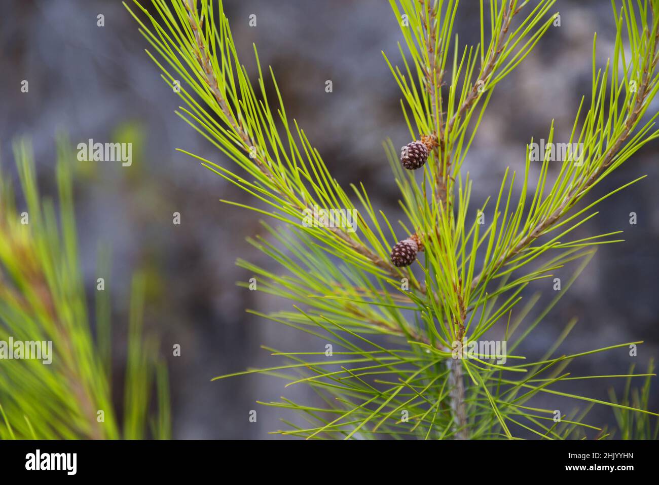 Primo piano di piccoli nuovi rami di pino. Primavera fioritura sfondo Foto Stock