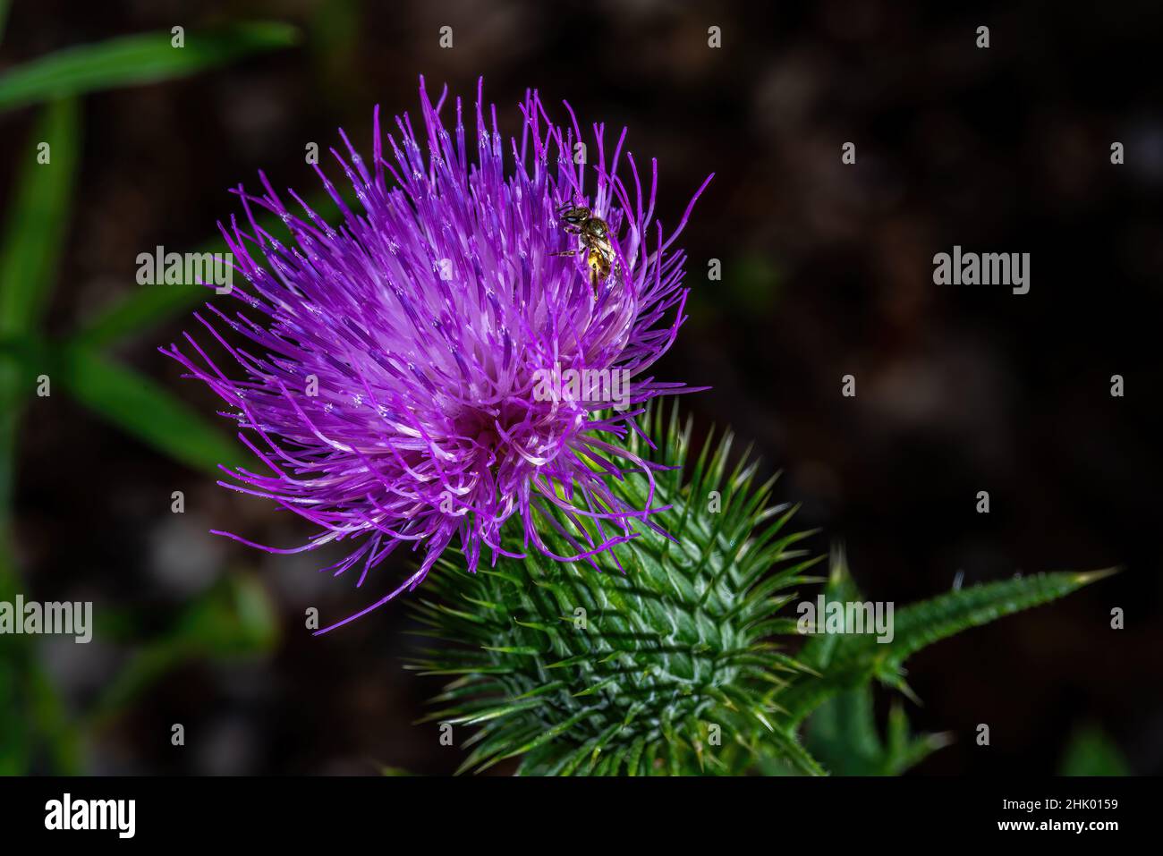 Un ape di miele (Apis mellifera ) che raccoglie polline su un fiore viola di cardo toro (Cirsium vulgare). Foto Stock