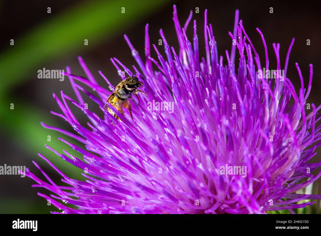 Un ape di miele (Apis mellifera ) che raccoglie polline su un fiore viola di cardo toro (Cirsium vulgare). Foto Stock