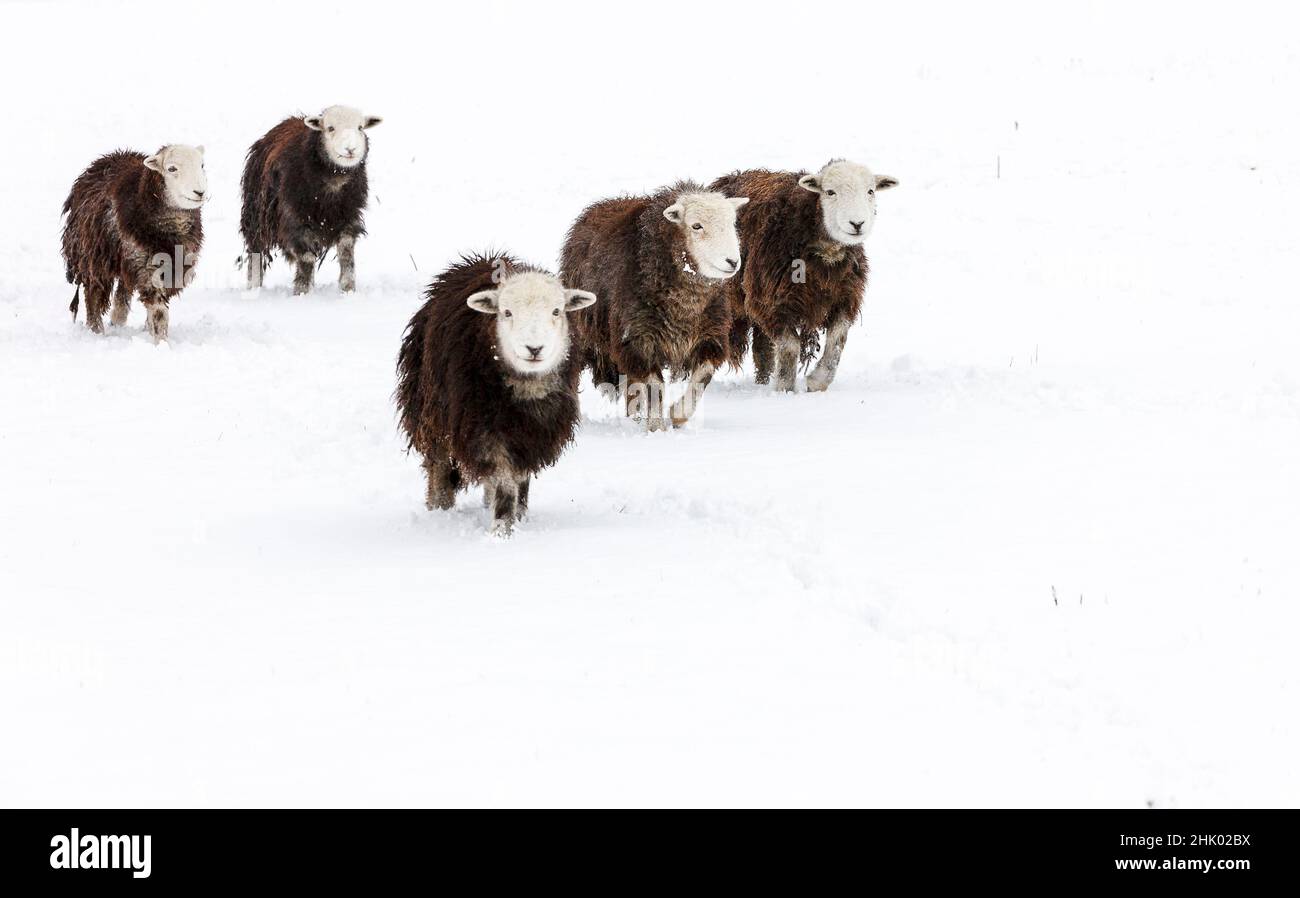 Pecora di Herdwick (pecora) nella neve Foto Stock