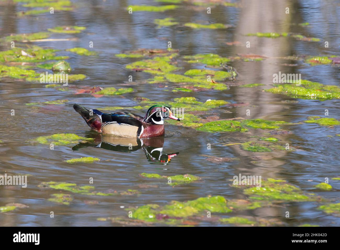 Bella anatra colorata in stagno d'acqua. La sua immagine si riflette nell'acqua. Foto Stock