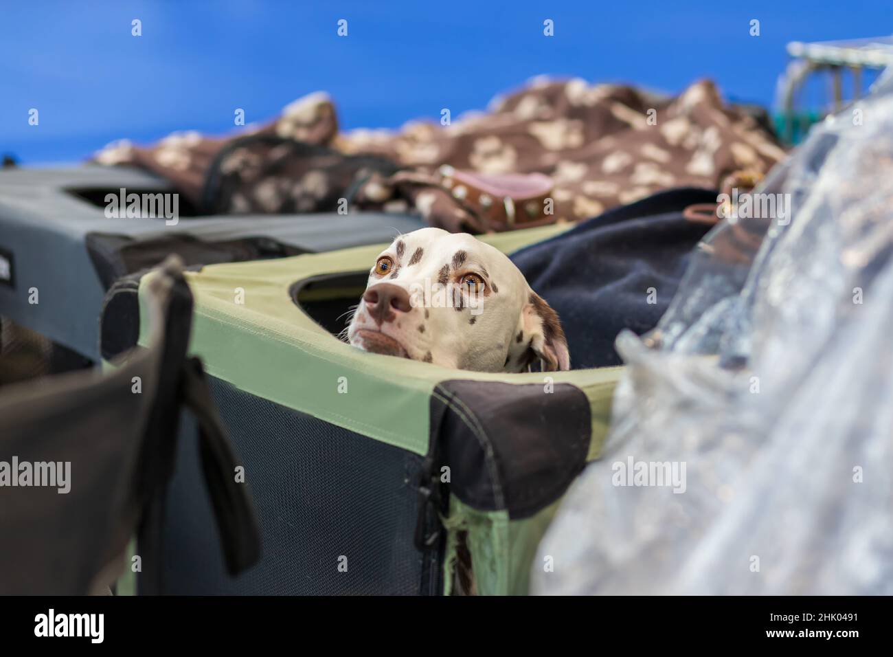 Grande cane bianco con macchie nere - Dalmazia è nel Corral. Foto Stock