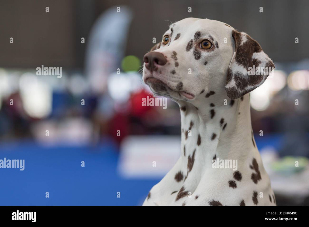 Grande cane bianco con macchie nere - Dalmazia è nel Corral. Foto Stock