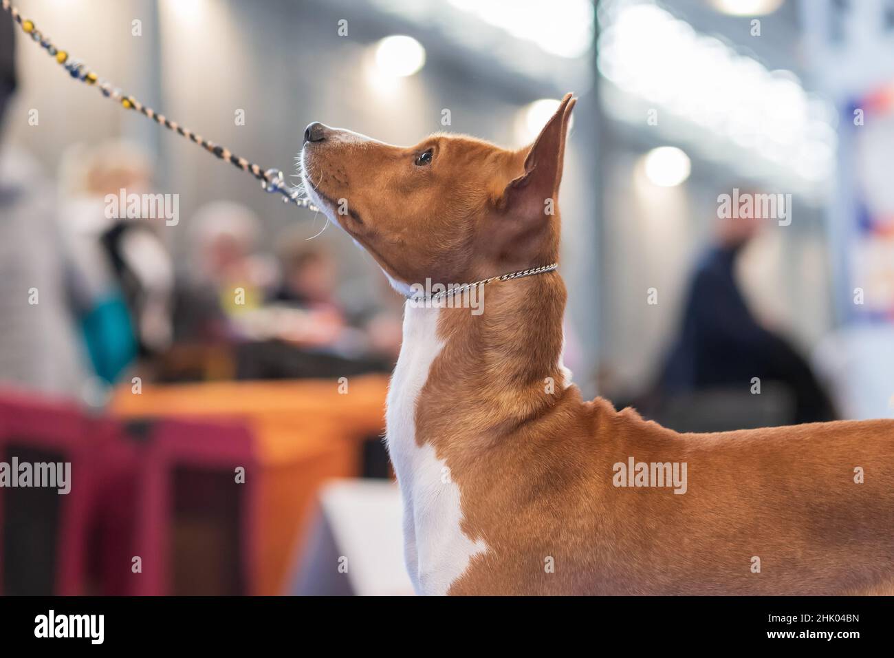 Un cane marrone con un bib bianco è su un guinzaglio. Foto Stock